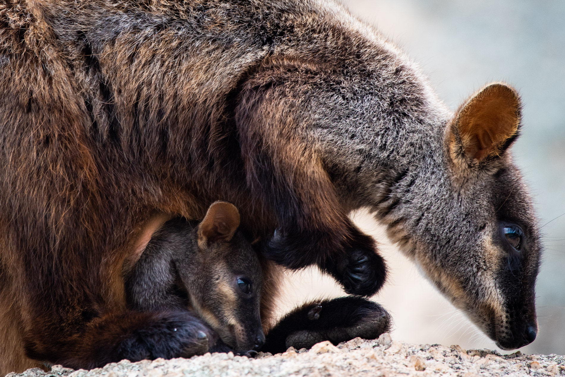 AnnetteRuzicka_RUZwallabies2020_140.JPG