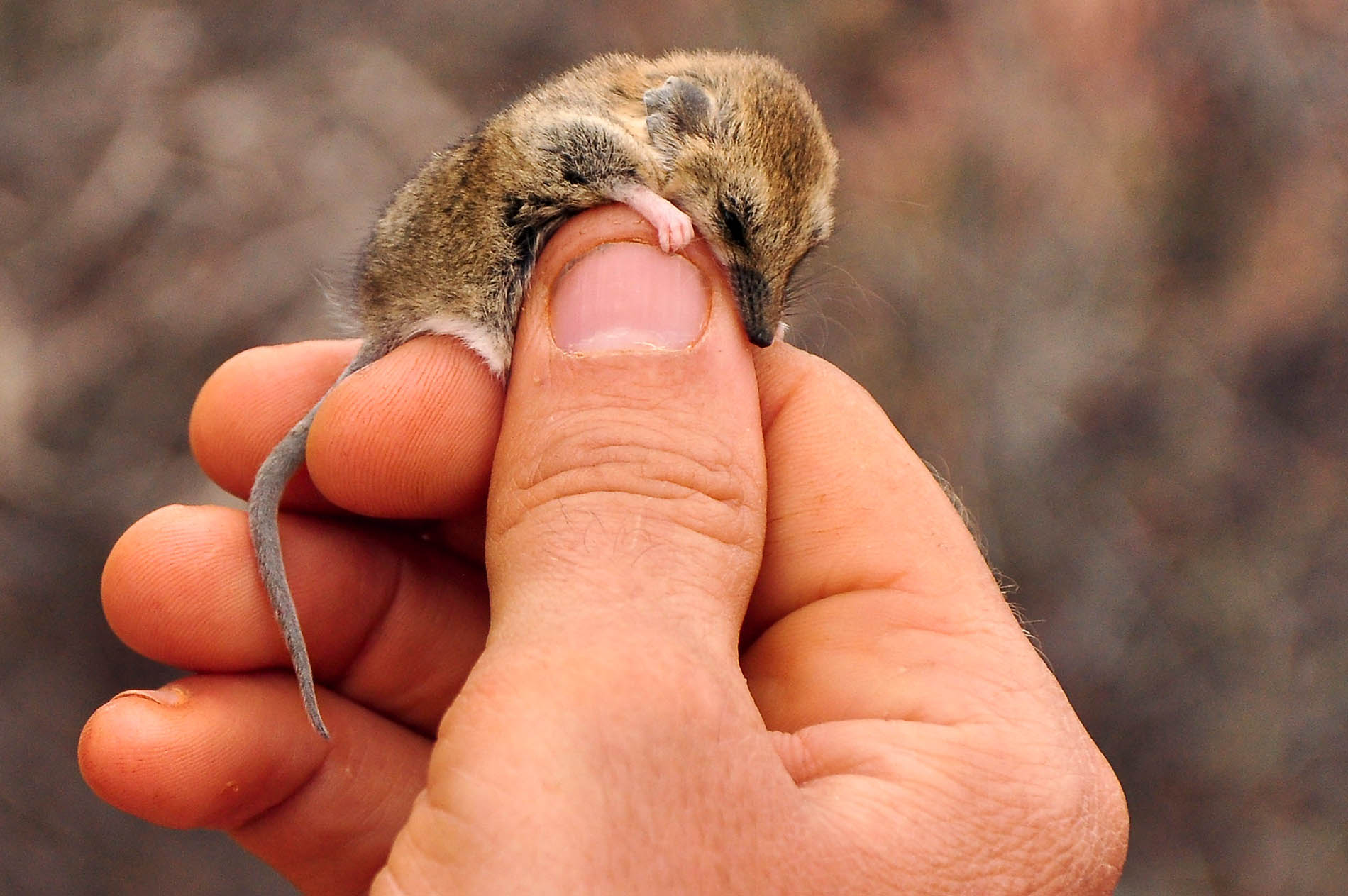 AnnetteRuzicka_dunnartcropped