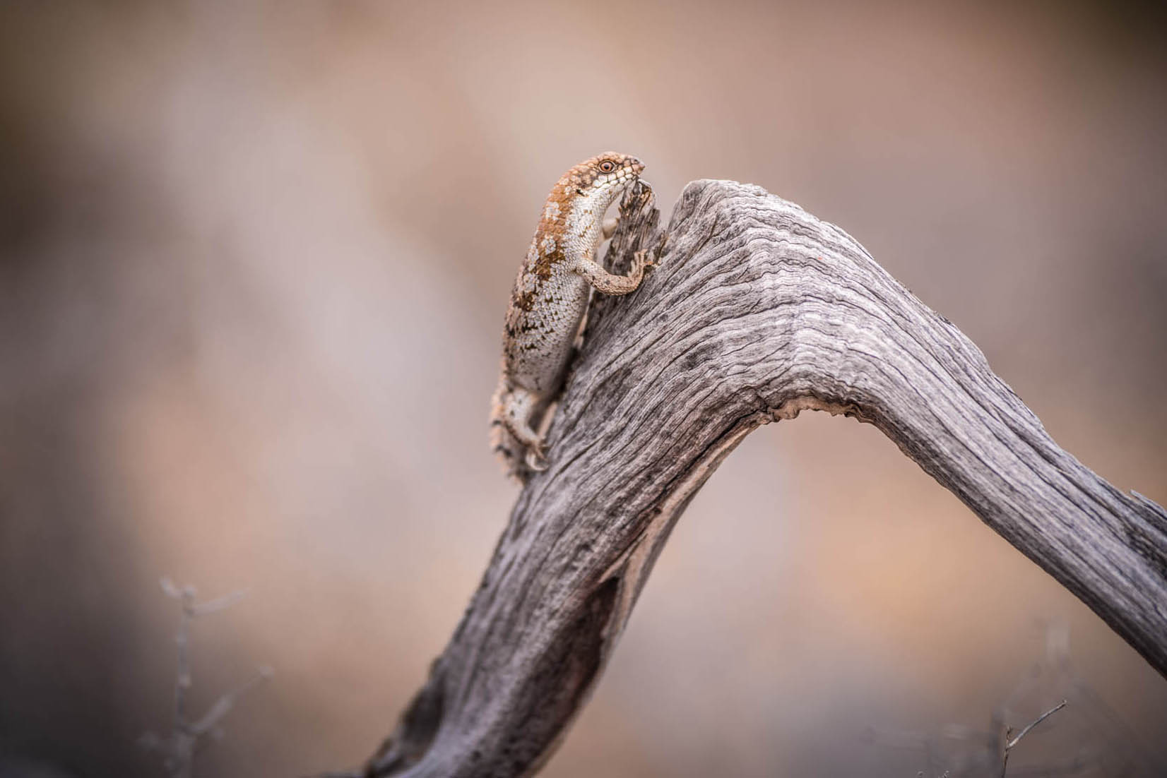 wildlife_045